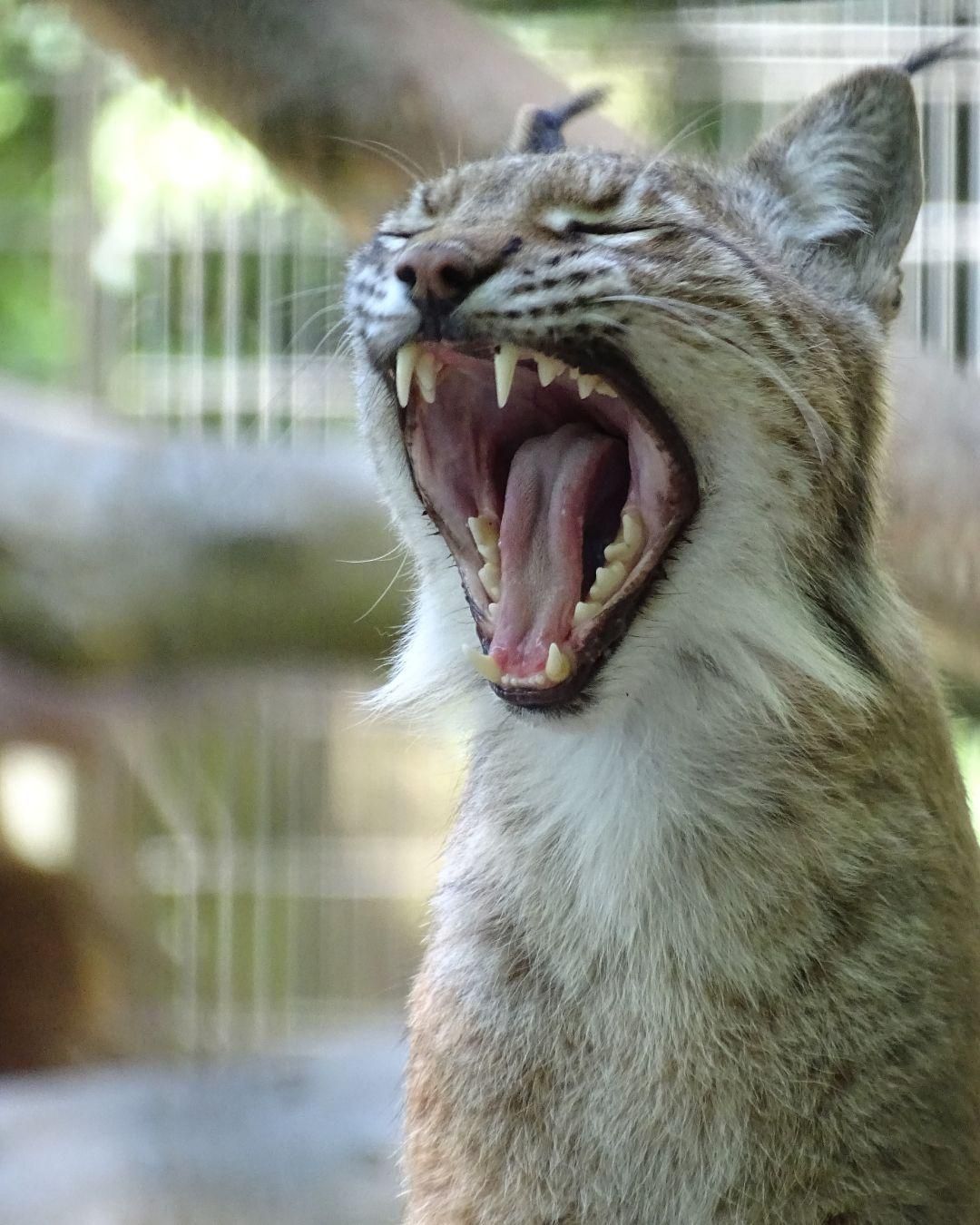 Fur real? Denmark zoo asks pet owners to donate healthy animals to feed ...