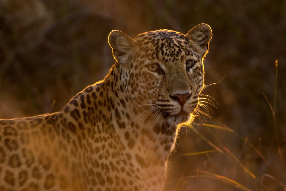 WATCH: Unexpected leopard steals the show during safari cocktail party