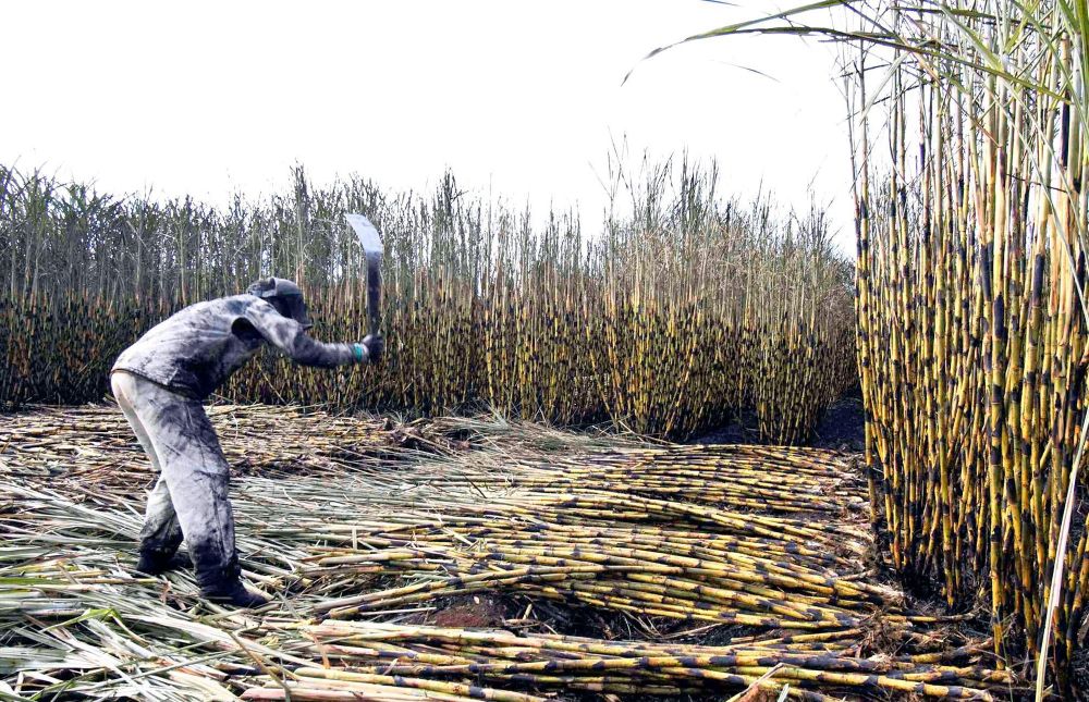 Hippo Valley shifts focus to exports as power costs, weak local demand squeeze operations