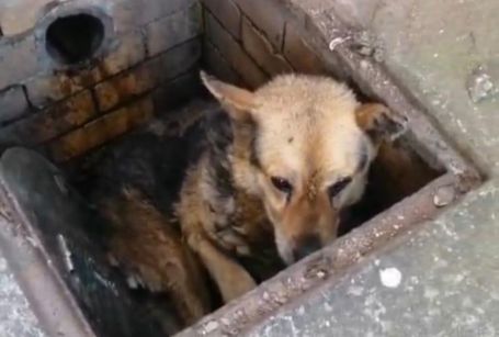 Court rejects man's attempt to reclaim dog found starving, infested with fleas in drain while he was on holiday