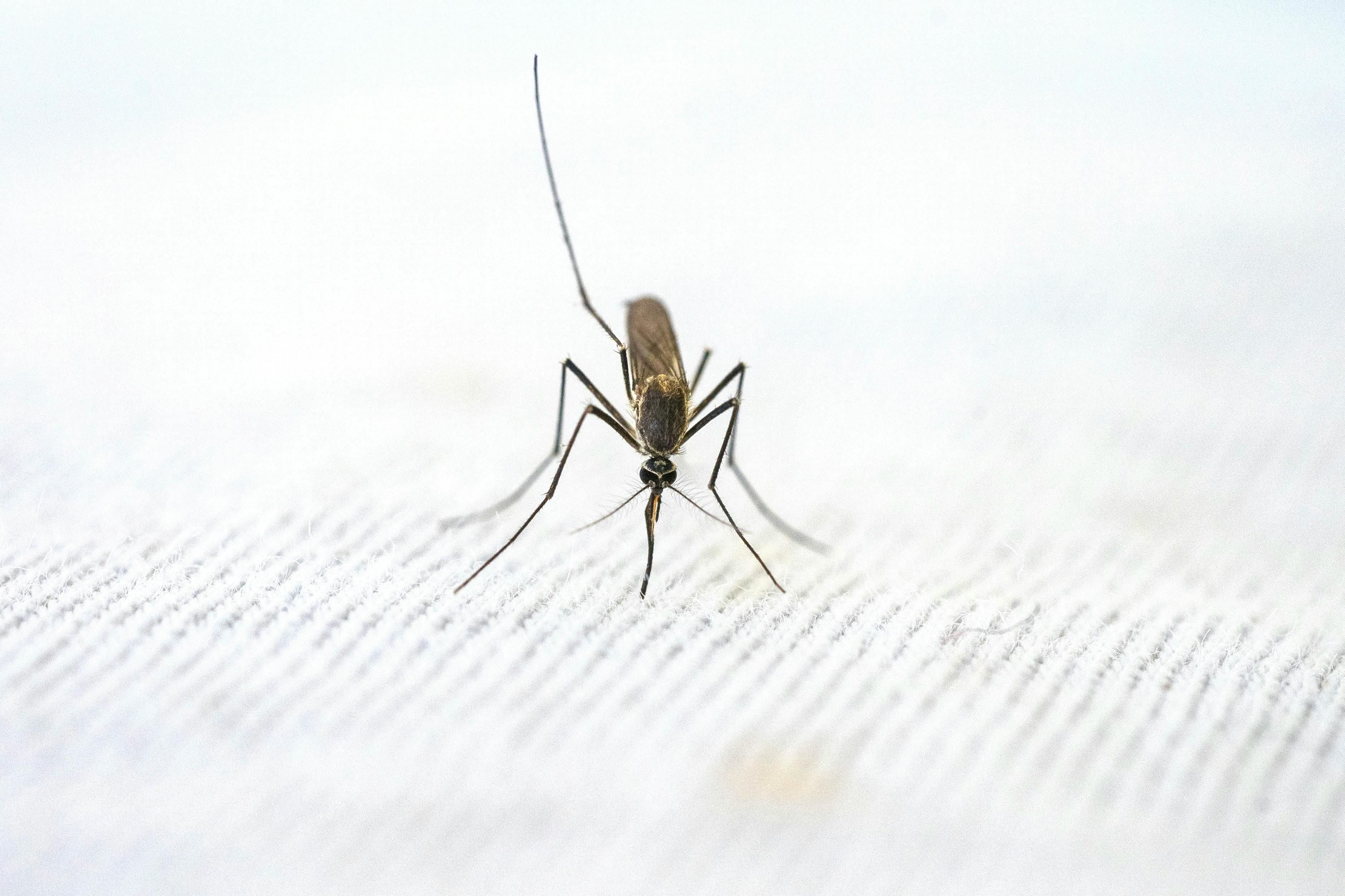 Will climate change turn South Africa into a risky malaria zone?