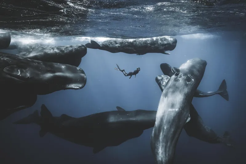 Ocean Photographer of the Year Exhibition makes African debut at Two Oceans Aquarium