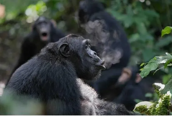 Chimp drumming reveals building blocks of human rhythm