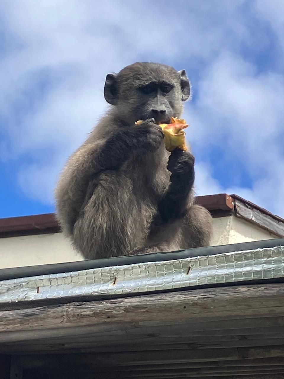 Missing baboon found dead after drowning