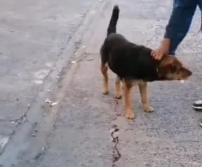 Hanover Park vrou wound and dog killed in crossfire