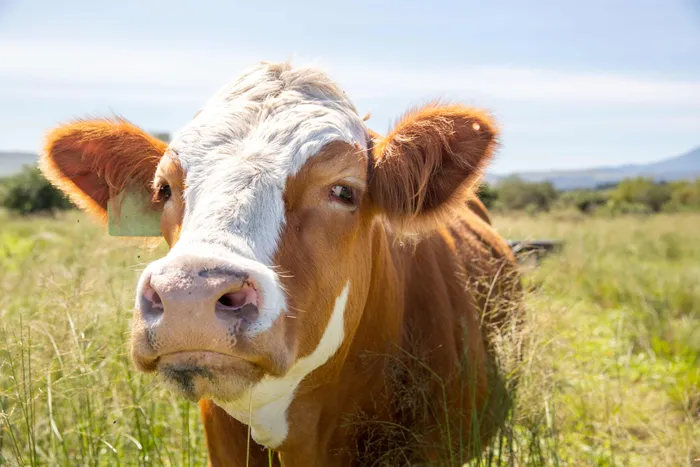 A cow at a farm in Stellenbosch, South Africa