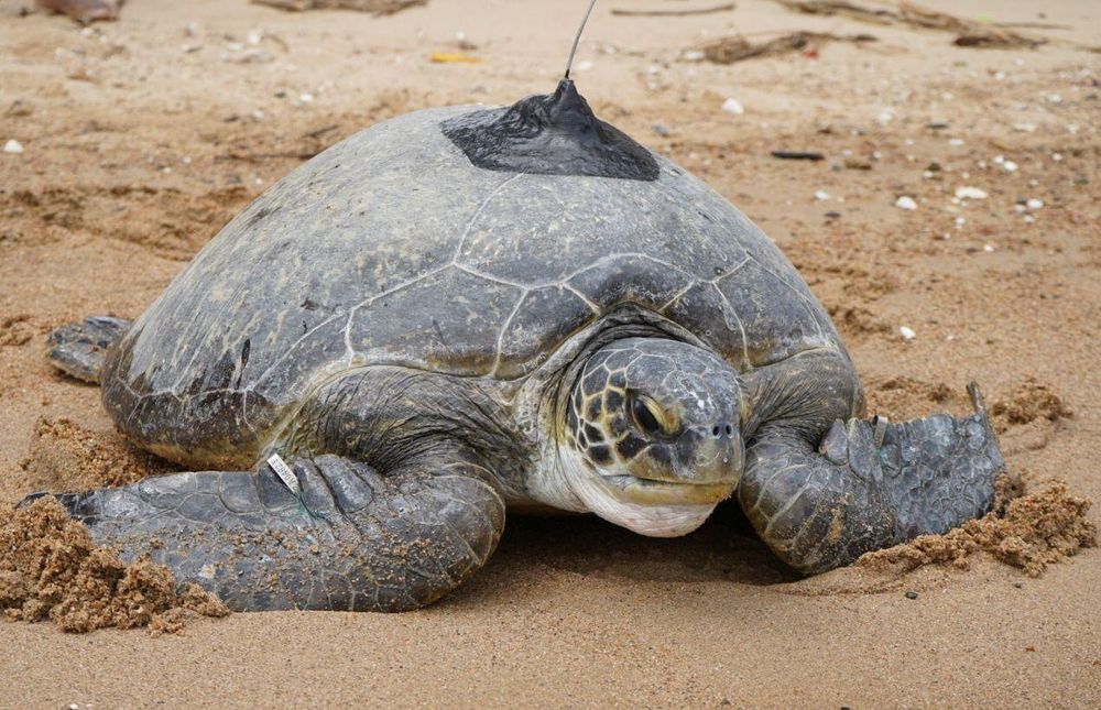 Andy, the Green sea turtle, thrives after release on South Africa’s South Coast