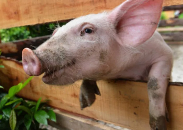 Grunt work: experts decode pig genome