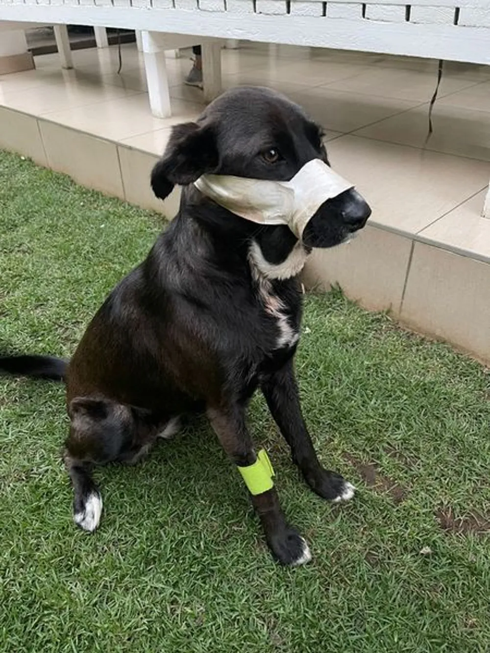 Kei the Malinois cross showed she is much more than just man’s best friend when she took on a violent armed robber despite being shot in the face