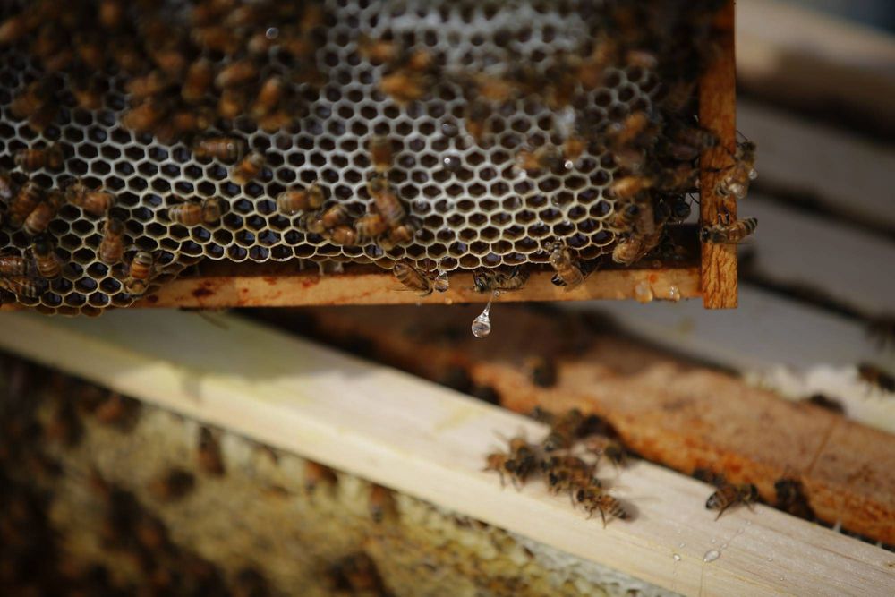 Donate towards a tree this World Bee Day to help save the honeybee