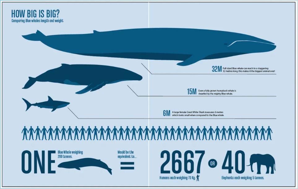 Did You Know: Amazing Blue Whale stats and November 27 in history