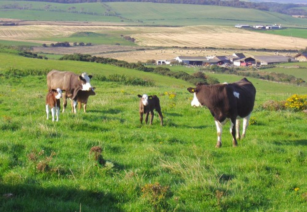 SA resumes FMD strain submissions to global reference lab in boost to disease control strategy