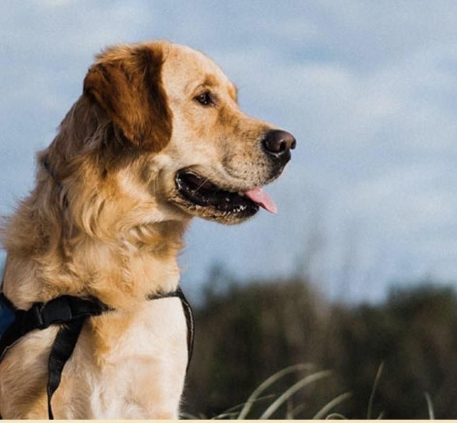 Assistance dog owners face discrimination and exclusion, urges GDA for ...