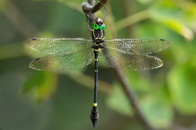 Citizen scientists document rare Sable Cruiser dragonfly at Renishaw Hills