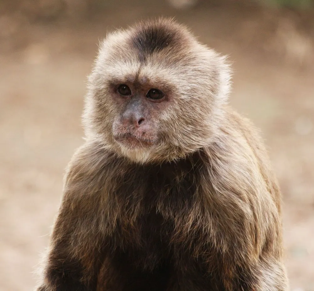 Caphucin monkey