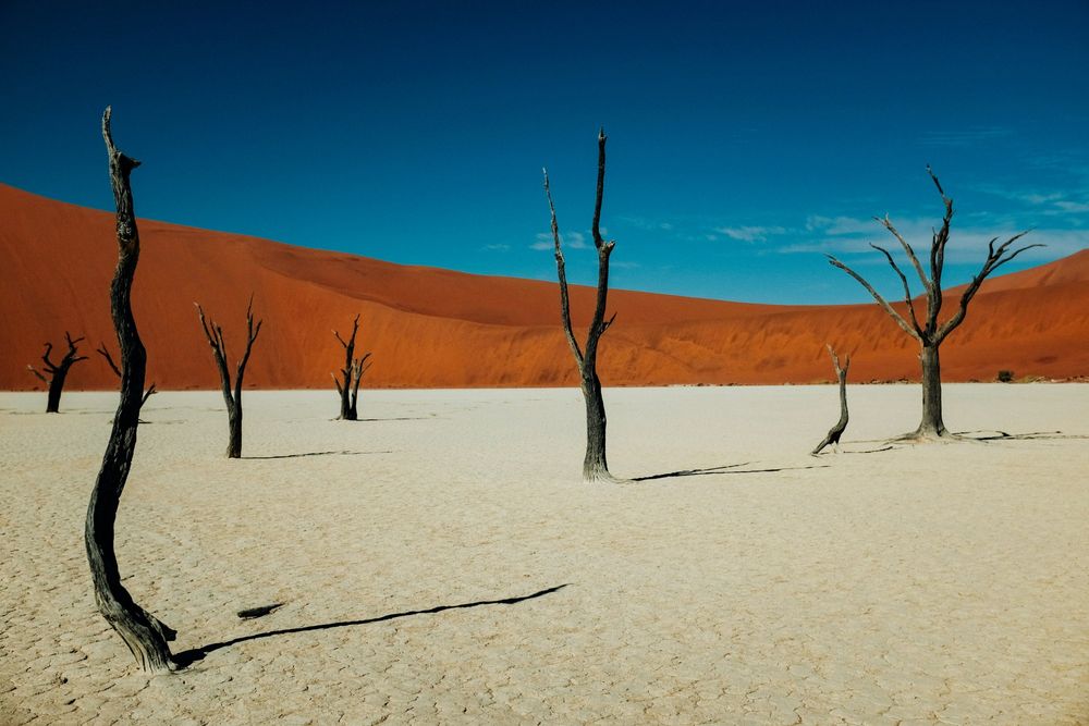 SADC Business Council Tourism Alliance reacts to Namibia removing 31 ...