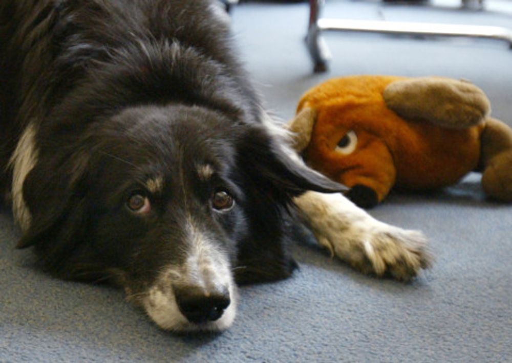 Meet world's cleverest collie