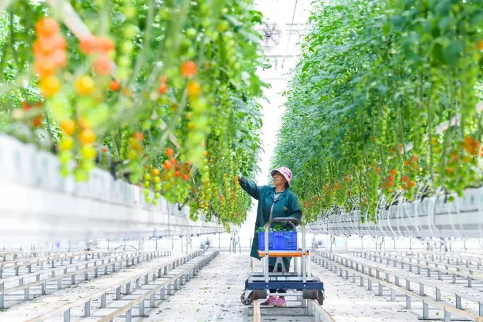 A farmer tends to vertically cultivated tomatoes inside a greenhouse at an agricultural park in Shijiazhuang, north China's Hebei province.
