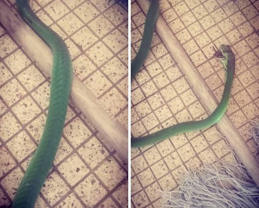 Green Mamba or harmless bush snake? Bluff snakebite exposes social media risk