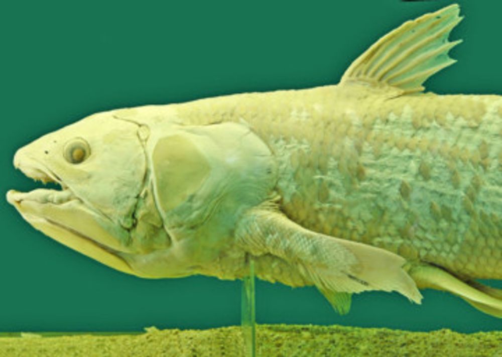 Fishy story of the one that just won’t die