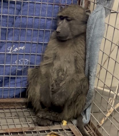 Juvenile baboon safely rescued after three days on the run in Durban