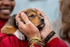 FOUR PAWS Calls on South Africans to Turn Compassion into Action for National Rescue Dog Day