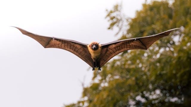 Deadly Nipah virus claims six lives, but experts say SA is safe for now