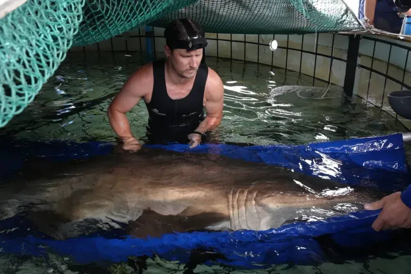 After eight years, Blue the ragged-tooth shark is back in the ocean