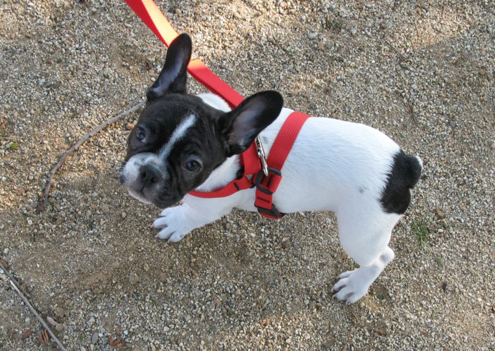 Rabid dog: mom to lay charges
