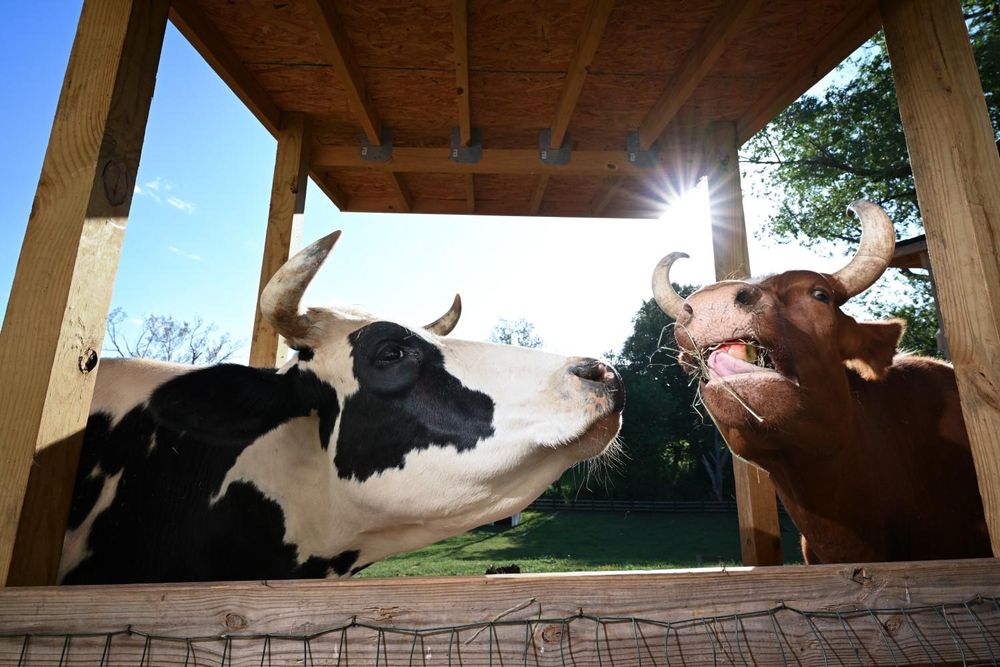 Cow trip: a heartwarming rescue of calves and a father's transformation