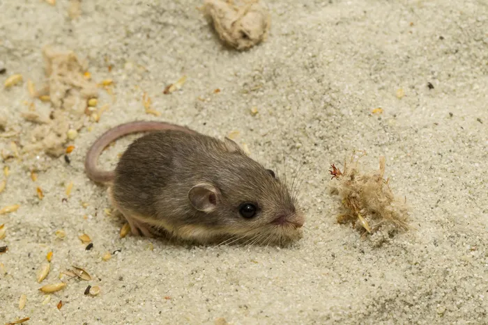 Work by researchers at the San Diego Zoo Wildlife Alliance could change the future of reintroduction programmes for endangered species, equipping offspring born in captivity with crucial skills for survival in the wild.