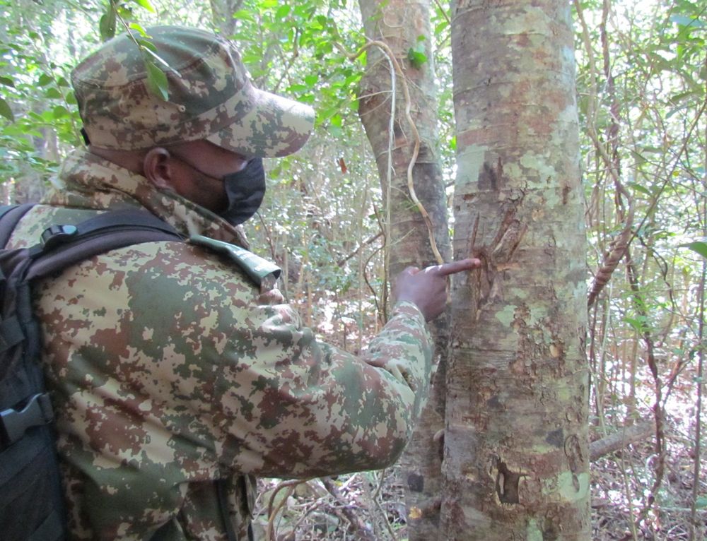 Armed poacher killed, rifle recovered in two anti-poaching incidents in ...