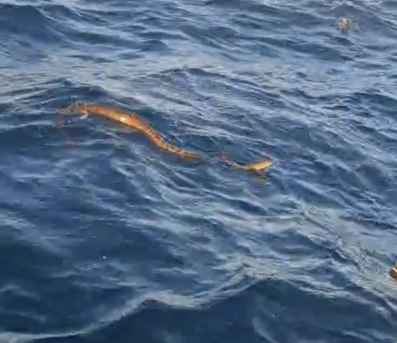 Nick Evans reveals the story behind viral python sighting in Durban waters