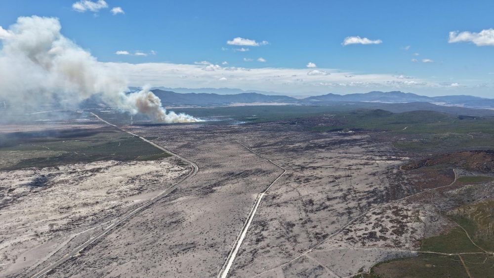Superbloom season: A fynbos revival takes root at Grootbos - IOL