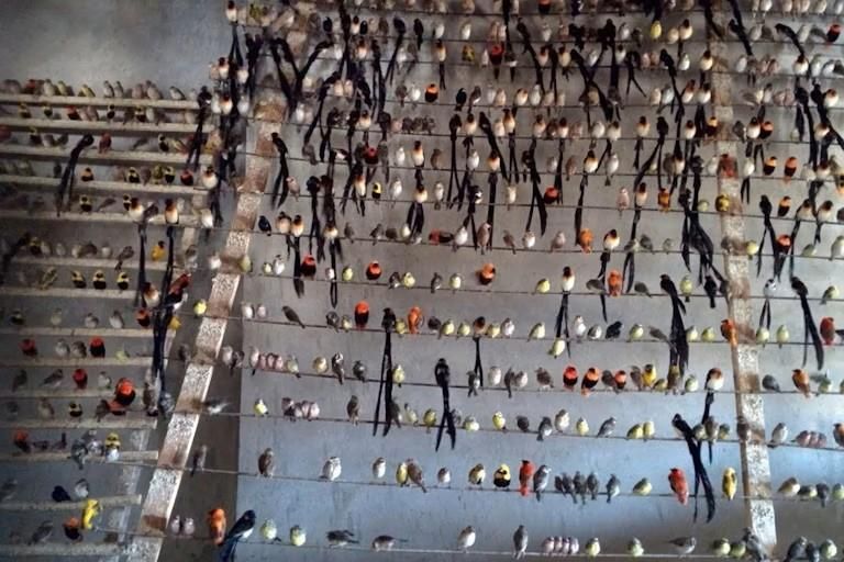 The overlooked trade in Africa’s wild birds