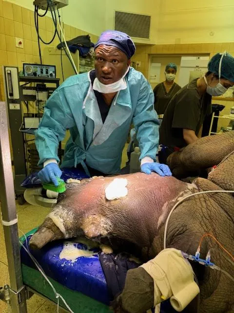 Houdini the rhino: a life-saving surgery by the University of Pretoria's veterinary team