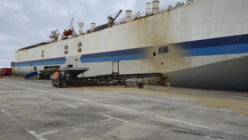 High Court strengthens NSPCA's role in preventing animal cruelty in live exports