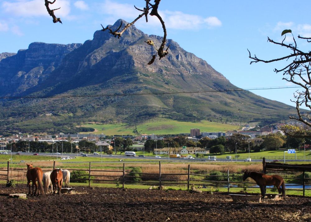Oude Molen Eco Village: Battling the shadows of redevelopment to save a sanctuary