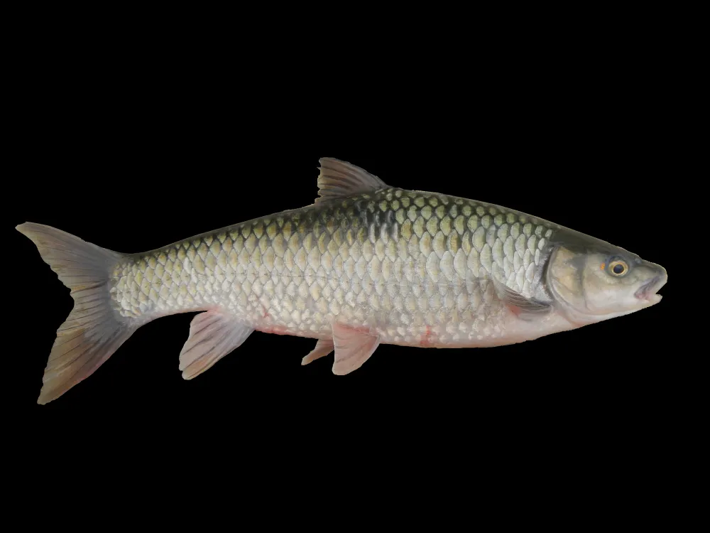 Yellowfish to be introduced into a Pietermaritzburg river