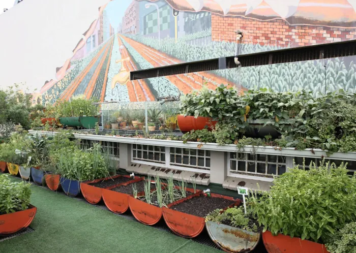Rooftop garden.Picture Zanele Zulu.26/01/2015
