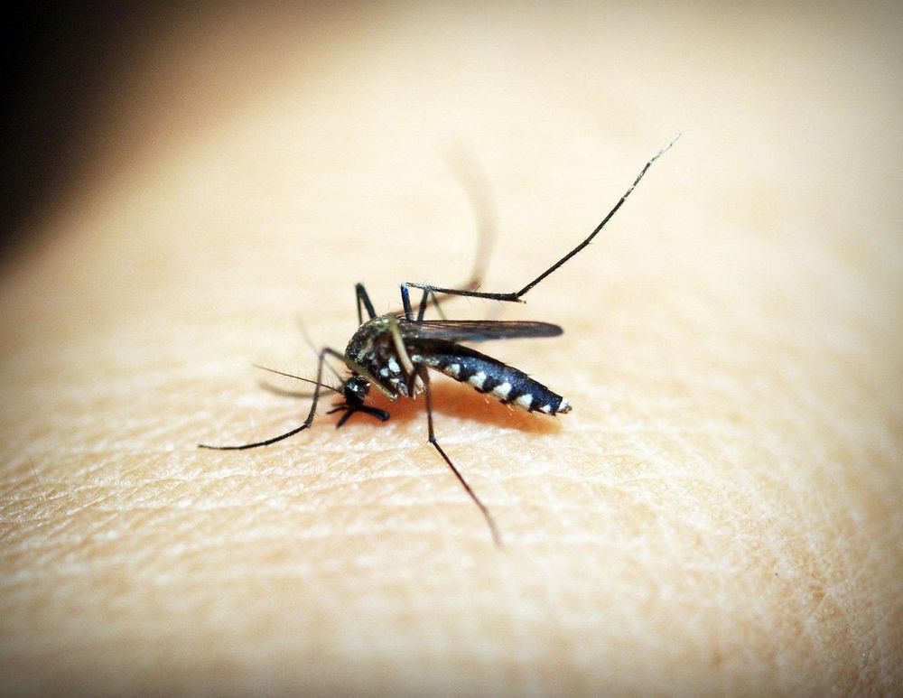 Urgent warning: Four malaria deaths reported in KZN since January