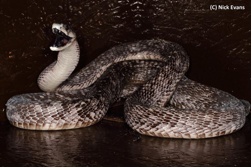 Once-in-a-lifetime sighting: rescue of a rare speckled mamba
