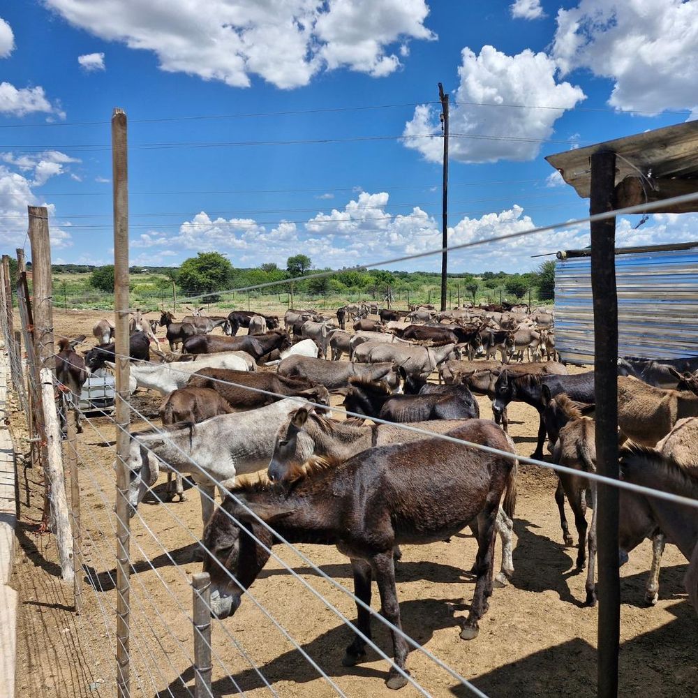 Ongoing donkey slaughter in South Africa sparks urgent animal welfare concerns
