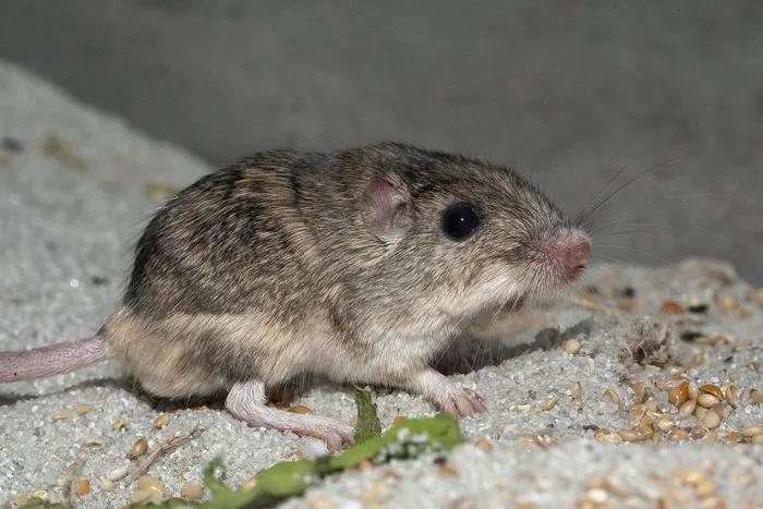 In a significant conservation breakthrough, researchers have revealed how training pregnant Pacific pocket mice to fear predators can enhance the survival instincts of their daughters.