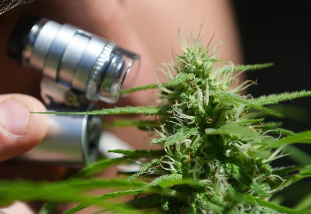 Labour court rules in favour of officer dismissed for cannabis use with R553 000 backpay