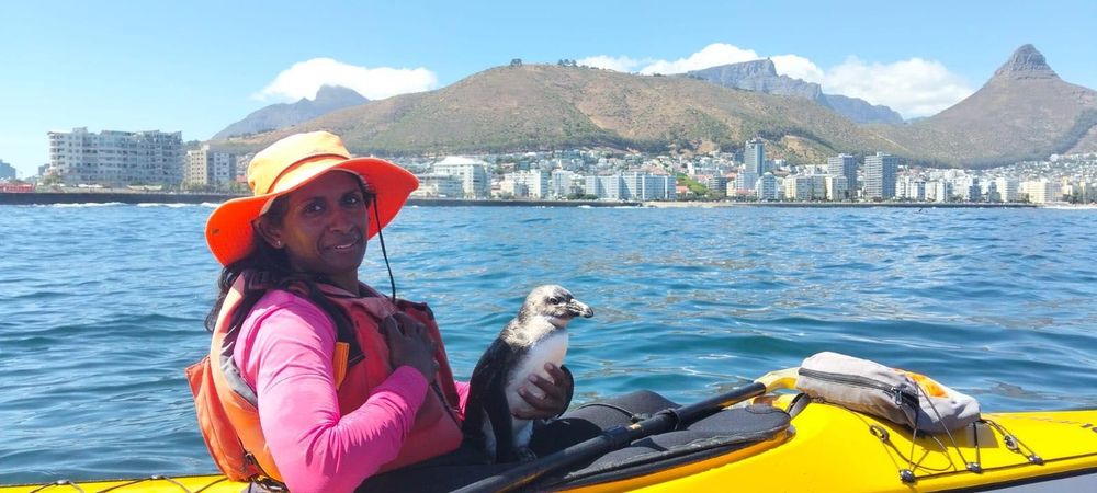 African penguin hops onto kayak for rescue by paddler off Cape coast