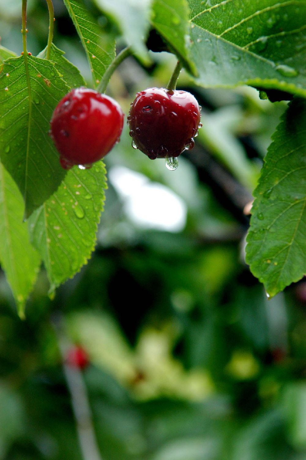 South African cherries gain access to China in landmark export deal - IOL