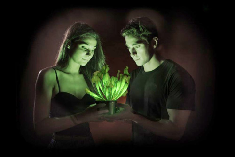 A tobacco plant that glows in the dark