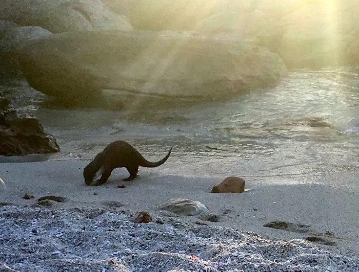 An African clawless otters spotted on a Cape Town beach. Picture DI CAELERS