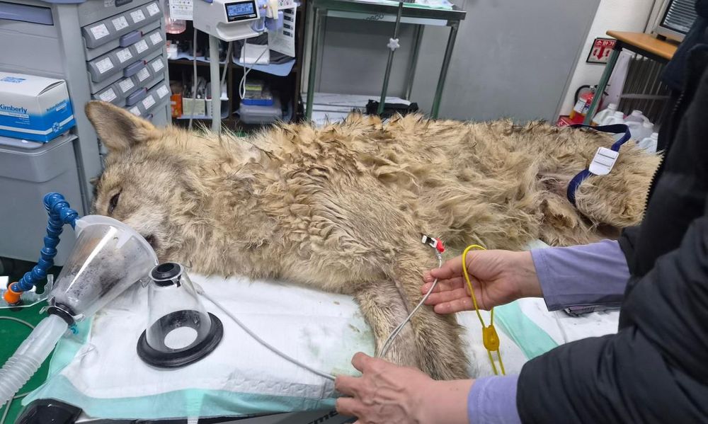 Escaped South Korean zoo wolf Neukgu recaptured after nine-day manhunt